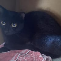 OPEY, chatte à adopter