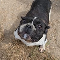 ELLA - Adoptée, chienne à adopter