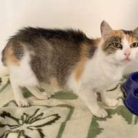 WHITNEY, chatte à adopter