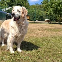 Chipie, chienne à adopter