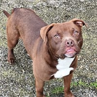 Ben, chien à adopter