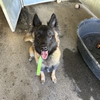 ARMANI, chien à adopter