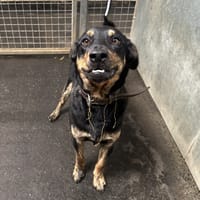 BARON, chien à adopter