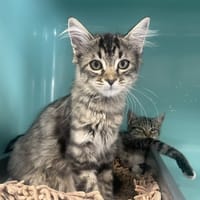 TARTELETTE (RESERVE), chatte à adopter