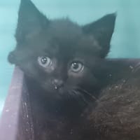 DOLORES (en cours d'adoption), chatte à adopter