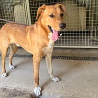 CARAMEL, chien à adopter