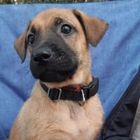 Vahine, chienne à adopter