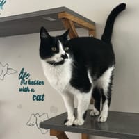 PISTACHE, chatte à adopter