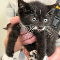 FIFI, chat à adopter