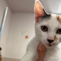 MIWA, chatte à adopter