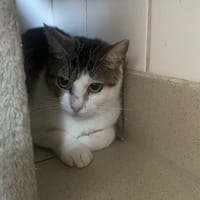 OMI, chatte à adopter