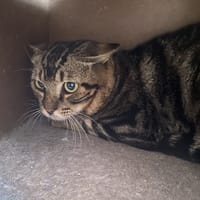 OMELETTE, chat à adopter