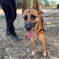 PORTO OAA20092, chien à adopter