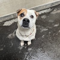 OTAK, chien à adopter