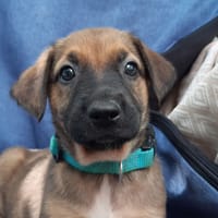 Vibe, chienne à adopter