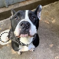 BYRON, chien à adopter