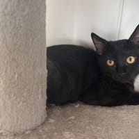 Barbouille, chatte à adopter