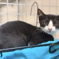 SYLVESTRE, chat à adopter