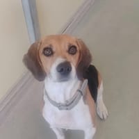 OLLIE, chienne à adopter