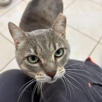 NECTAR (FIV+), chat à adopter