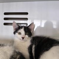 Dembélé, chat à adopter