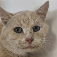 ROUMINOU, chat à adopter