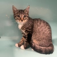 PRALINETTE, chatte à adopter