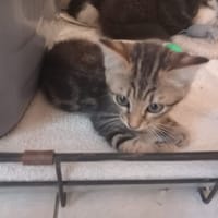 BARDOCK, chat à adopter