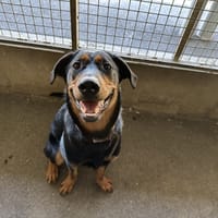 MAO, chienne à adopter