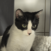 BELLA, chatte à adopter