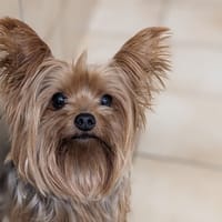 YUNA, chienne à adopter