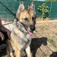 THANOS, chien à adopter