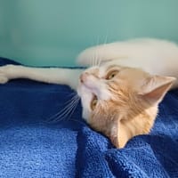 CINDY, chatte à adopter