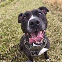 LAYKA VAA, chienne à adopter