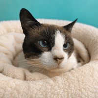 GIDOULE QCT, chat à adopter