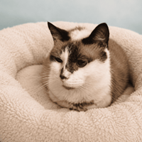 DESCHAMPS QCT, chatte à adopter