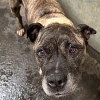 Nikita, chienne à adopter