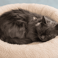 DEMBELE QCT (J'ai trouvé ma famille), chat à adopter