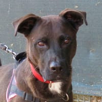 RINGO, chien à adopter