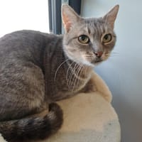 RITA, chatte à adopter