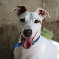 MYRON, chien à adopter