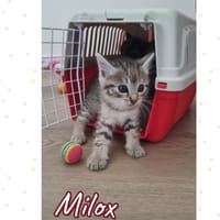 milox, chat à adopter