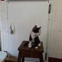 mily, chatte à adopter
