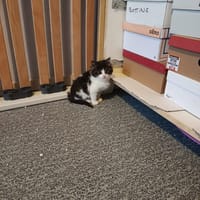 lovy, chat à adopter