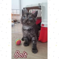 bolt, chat à adopter