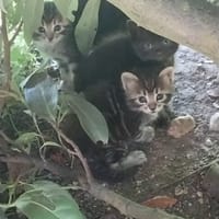 ORPHÉE, chat à adopter