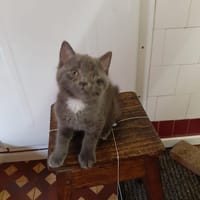 emile, chat à adopter