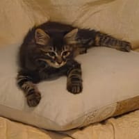FLUFFY, chat à adopter