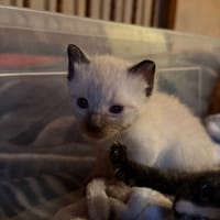 blanco, chat à adopter