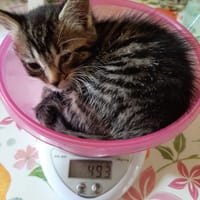 drina, chatte à adopter